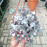 Tanaman Hias String Of Heart Variegata Rimbun Pot Gantung