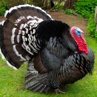 Indukan Jantan Ayam Kalkun Dewasa - Hiasan Aviary