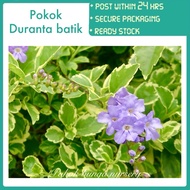 PBN - duranta batik - pokok variegated bunga nursery erecta live plant tumbuhan outdoor hiasan lands