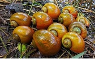 KEONG MAS / KEONG SAWAH 1 KG