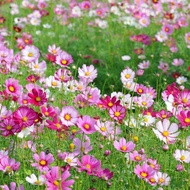 🌞Cosmos Low Mix Seeds | 50 Seeds | Persian Daisy | Tanam Pasu