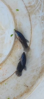 ปลากัดป่าเอเลี่ยน เพศเมีย 1ตัว สีน้ำเงิน