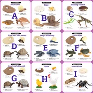LIFE CYCLE ANIMALS BATCH 2 MONTESSORI