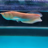 Arwana silver albino mata anggur size 35 cm up