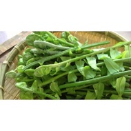 pokok paku uban/pokok paku kubuk