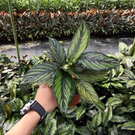 Calathea Orbifolia / Makoyana/ Insugnis /Rufibarba /Roseopicta / Bicajoux / Ctenanthe Setosa / Strom