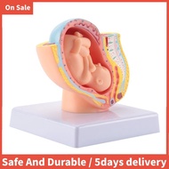 Human Pregnancy Fetal Development 9Th Month Embryonic Pelvic Model Fetus Foetus Pregnancy Anatomy of