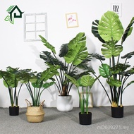 Plant Monstera Potted Plant Environmentally Friendly Green Monstera Landscape Green Plant pe Pavilio