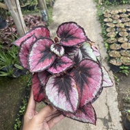 Begonia murah - begonia hias - tanaman begonia