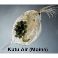 Live Daphia Magna Fish Food | High Protein Live FeedFor Betta, Guppy, Fry | Fresh Culture