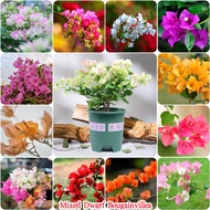 50PCS Climbing Bougainvillea Seeds Plant Mixed Variety Flower Seed for Planting Flower Seed Balcony Decoration Home