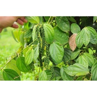 Pokok Buah Lada Hitam Black Pepper Kampung Thailand Thai buah herba real plant