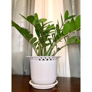 ┇(3 pots) with plate Rattan Big Plant pot for indoor and outdoor plants