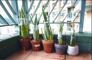 Aloe Vera 蘆薈盆栽