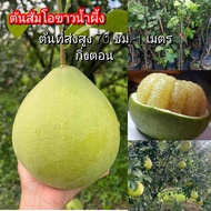 ต้นส้มโอขาวน้ำผึ้ง ส้มโอขาวน้ำผึ้ง แบบกิ่งตอน พร้อมปลูก กิ่งพันธุ์แข็งแรงปลูกง่ายปลูกได้ทุกพื้นที่ กิ่งพันธุ์ที่จัดส่งสูง 70 ซม.ขึ้น