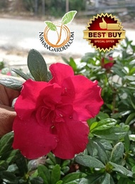 [Hot Selling] Pokok Bunga Merah Azalea/ RED AZALEA Rhododendron Live Plant #blaconygarden