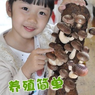 [Less than Guaranteed Compensation]Home Mushroom Growing Kit Edible Mushroom Sticks Mushroom Growing