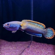 [VnE Ikan chana limbata size jumbo 15-20cm promo!!!! Topcer