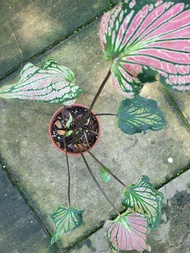 Caladium Thai Beauty