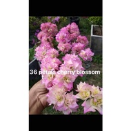 ✻✷SALE!!! RARE ROOTED BOUGAINVILLEA