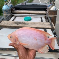 Indukan Ikan Nila Merah Bangkok 1 Pasang Size 5 Jari - Bonus Pelet