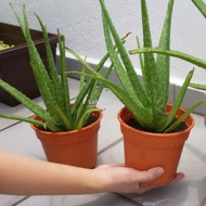 Alor Vera/Lidah Buaya