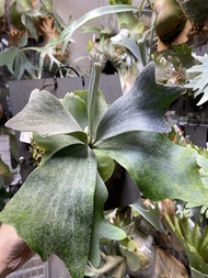 Bambi konayuki silvery dwarf spl cut pup 鹿角蕨