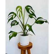 Monstera burle marx flame