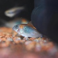 【雞籠魚仔舖】委內瑞拉青鼠 紅頭咖啡鼠 鼠魚 底棲魚 水草缸