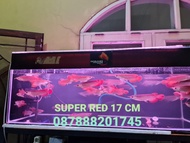 IKAN ARWANA SUPER RED 17CM
