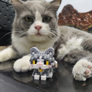 Kucing Persia Medium Persdom Jantan usia 5 tahun