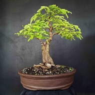 Bonsai Asem Jowo KITB1178 Atau Asam Jawa Gaya Natural