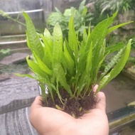 Kadaka java fern tanaman aquascape