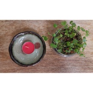 [ SHIP IN 24 HRS] Multipurpose Ceramic Stand Candle Sauce Plate Dish Pinggan Mangkuk Viral