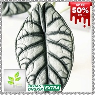 TANAMAN HIAS ALOCASIA SILVER DRAGON - DRAGON SCALE SILVER RAWATAN