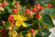 Cameron Highland Fresh Flower- New Trend Red Berries ( one bundle few big stalks)