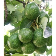 Anak Pokok avocado kawin jenis booth 7