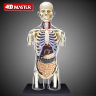 Bust Human Anatomy Model~