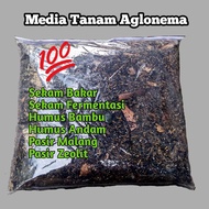 Media Tanam Aglonema Siap Pakai Steril  / Media Tanam Subur / Aglonema / Media Tanam Steril Untuk Tanaman Bunga dan Daun / Media Tanam Subur Premium / Media Tanam Aglonema Siap Pakai 1 kg / Media Tanam Monstera