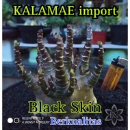 Kalamae | Arabicum Import | Black Skin | Adenium Import | Bonsai