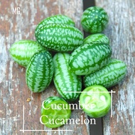*Rare*Easy* Cucumber Cucamelon seeds - 30 seed *Pot Friendly* - Mango Garden