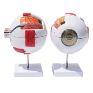 Eye Model Anatomical Eye Model Medical Learning Aid Teaching Instrument 6X Enlarged Human