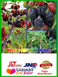 Paket 5 Tanaman Buah Murbei Pohon Murbei Bibit Murbei