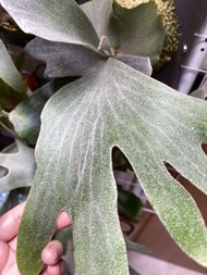 Bambi konayuki silvery dwarf spl cut pup 鹿角蕨