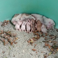 hamster winter white jinak aman