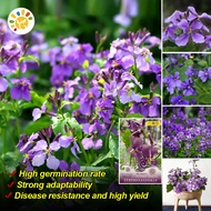 กล้วยไม้ เมล็ดดอกไม้ Orychophragmus Violaceus Seeds for Planting Purple Flower Seeds ดอกไม้ เมล็ดพัน