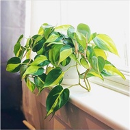 tanaman hias philodendron brazilia/sirigading brazil - sirih gading - sirih gading brazil