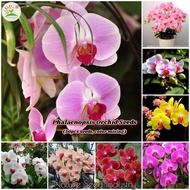 [Fast Germination] Phalaenopsis Orchid Seeds for Planting (Approx 50 Seeds, Mix Color, Easy To Grow) | Flower Seeds Bonsai Tree Live Plants Garden Flower Plant Seed Flowering Plants Seeds Potted Plants Indoor Outdoor Air Plant Gardening Deco Benih Bunga
