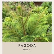 pokok pine / pine pagoda / spruce