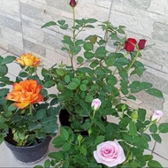 Tanaman Hias Paket 3 Bunga Mawar Inc Pot Hitam Dan Serabut